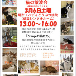 保護猫の里親会