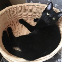 保護猫の里親会 サムネイル2