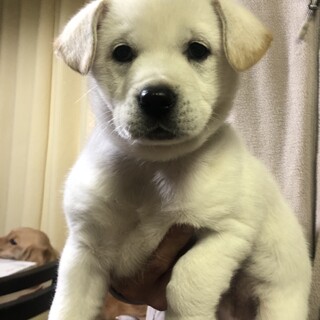 【里親様決定】シエラ♀の幸せが見つかりました♡