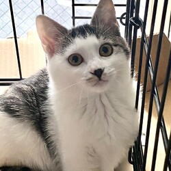 保護猫の里親会 サムネイル3