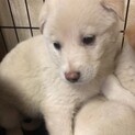【里親様決定】テン♀の幸せが見つかりました♡