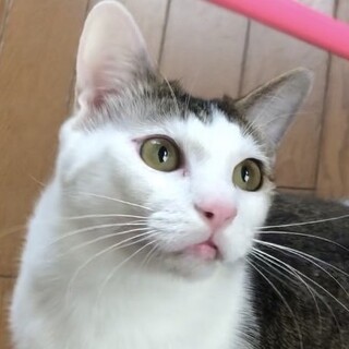 超甘えん坊❗️ぽっちゃり好きたまらないクラ