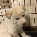 【里親様決定】ウニ♂の幸せが見つかりました♡