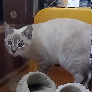 急募！飼い主さん急死の2匹の猫