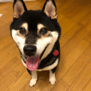 THE柴犬！なくま君　推定5〜6歳