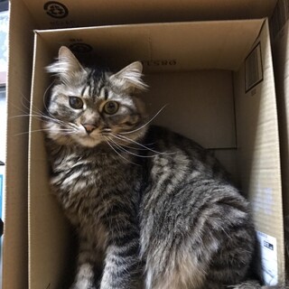 ありがとうございました★可愛い毛長の女の子