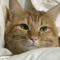 むぎ