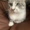 oねこねこo