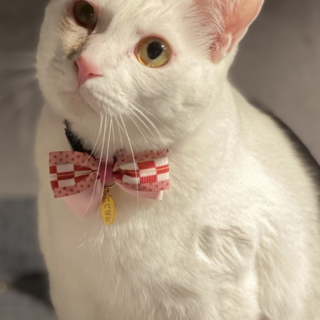 甘えん坊でお喋りなヒラリ君