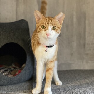 おしゃべり大好き活発な女の子　晴（はる）ちゃん