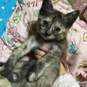 サビ猫ちゃん♀　生後2ヶ月