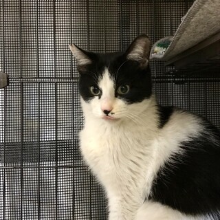 お鼻のホクロがチャーミング♪まん丸瞳のハチワレくん