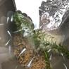 メダカお譲りします サムネイル3