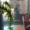 メダカお譲りします サムネイル5