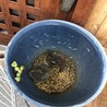 メダカお譲りします サムネイル6