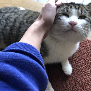 超甘えん坊のクマちゃん(一時停止中）