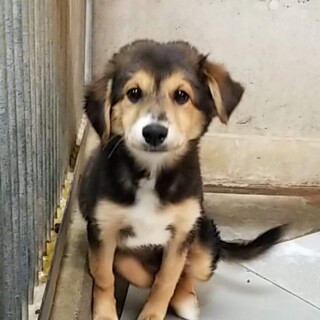 生後2～3か月仔犬 男の子、中～大型犬予想