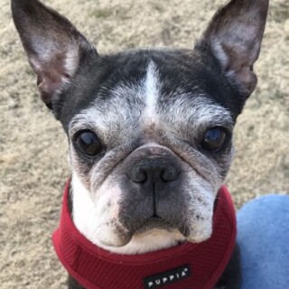 ボストンテリアのゆらちゃん