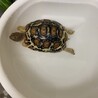 元気なヒョウモンリクガメ サムネイル2