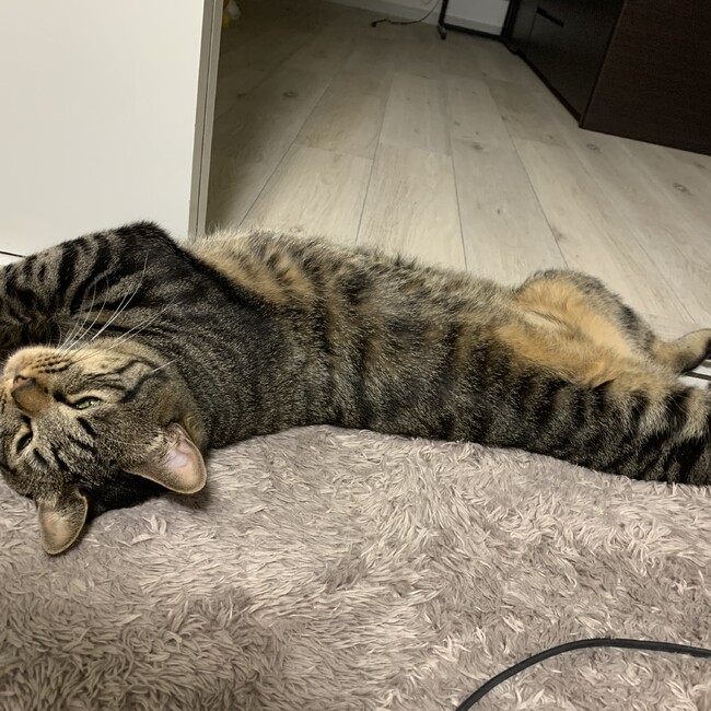 Non...のカバー写真