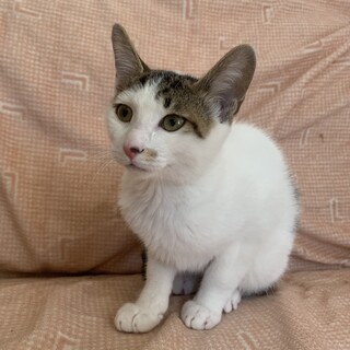 わっしょい！！お祭り女 人懐こいあるまちゃん避妊済