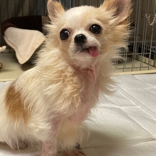 ☆まいれちゃん☆里親さま決定☆