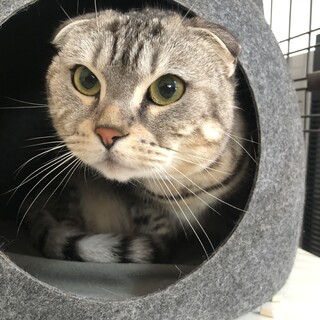 マンチカンの女の子(ジェネッタ)