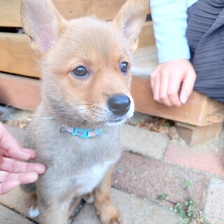 こんなに愛らしい子なかなかいませんよ！“ポンズ君”