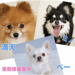犬の譲渡会 サムネイル2