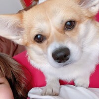 こむぎ