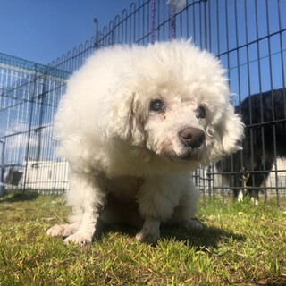 トイ・プードル × 「白」を含む」犬の里親募集情報 :: ペットのおうち 