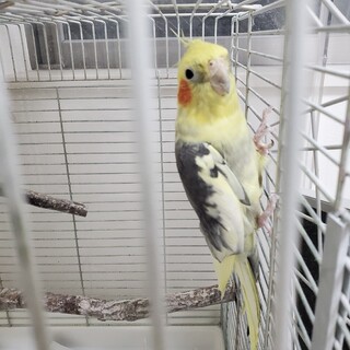 オカメインコ　オス　6歳