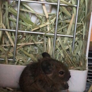 デグー 1ヶ月半