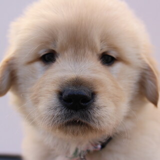 里親様が決まりました。