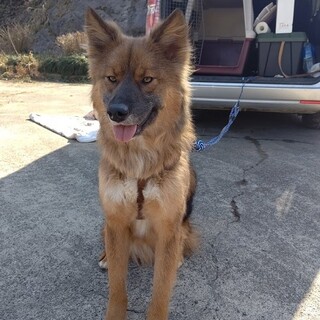 【おかげさまでトライアル決定】元気くん。