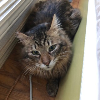 母猫と一緒に保護された〝レオンくん〟です♪