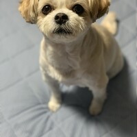 ココ