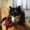 の写真