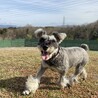 ココ、ドッグランにて。