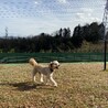 マロン、ドッグランにて。