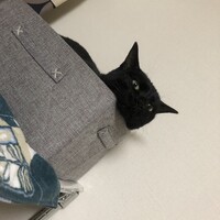 オレオ
