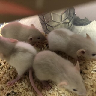 ファンシーラット♂2匹