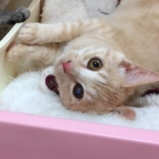 募集停止☆空腹に耐えた子猫☆生後半年