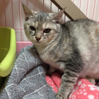 募集停止☆空腹に耐えた子猫☆生後半年