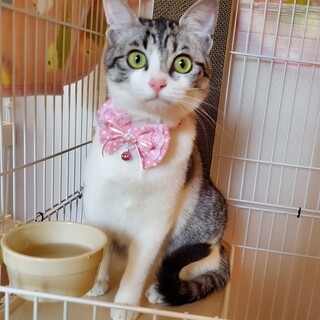 サバシロの甘えた生後７か月