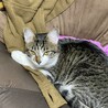 人間ダメにする椅子を横取りされたしまった