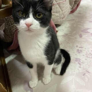 シャイで甘えん坊な子猫が家族を待ってます