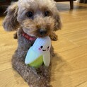 大人しくて甘えん坊のトイプードルときちゃん♪