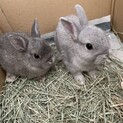 ネザーランドドワーフ　１月生まれ