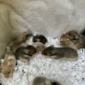 カラーハムスター12匹（短毛、長毛、サテン）